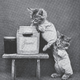 Illustration for article titled Even in the 1870s, humans were obsessed with ridiculous photos of cats